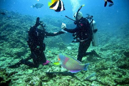 Diving Snorkeling Cancun